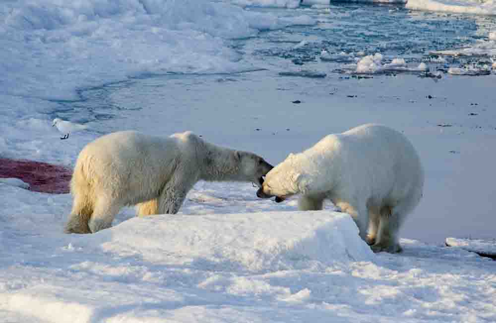 Oso Polar - islas Svalbard - Noruega 66.jpg